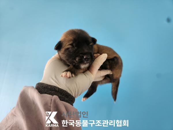 보호중 믹스견의 가…